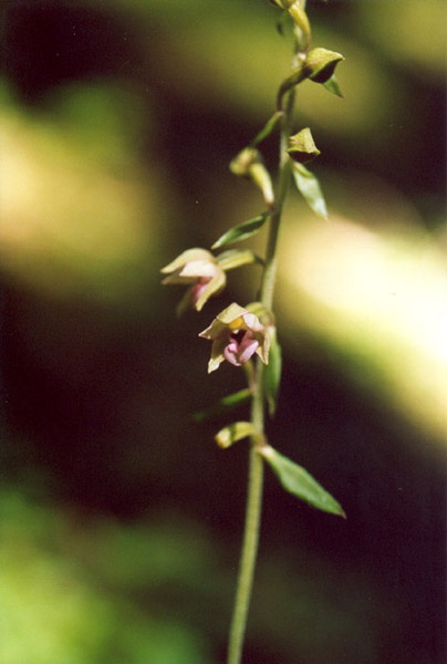 Epipactis helleborine